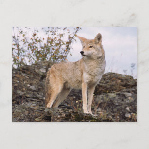 USA, Montana, Kalispell. Kojote bei Triple D Postkarte