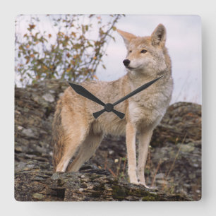 USA, Montana, Kalispell. Kojote bei Triple D Quadratische Wanduhr