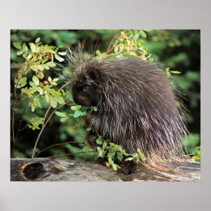 USA, Montana, Kalispell. Porcupine und Hüften der  Poster