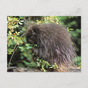 USA, Montana, Kalispell. Porcupine und Hüften der  Postkarte