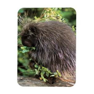 USA, Montana, Kalispell. Stachelschwein und Hagebu Magnet