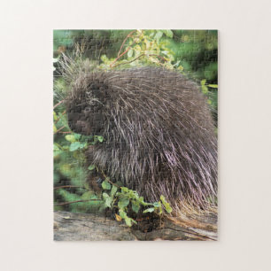 USA, Montana, Kalispell. Stachelschwein und Hagebu Puzzle