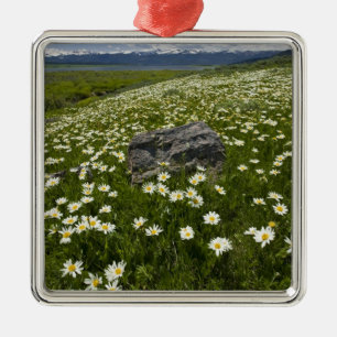 USA, Montana, Wild Daisy blühen auf Wiese von Ornament Aus Metall
