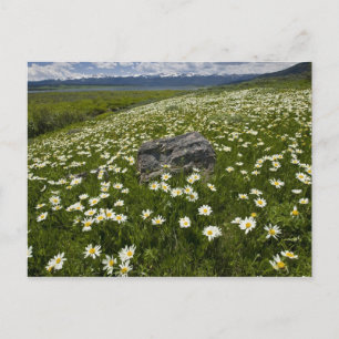 USA, Montana, Wild Daisy blühen auf Wiese von Postkarte