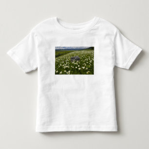 USA, Montana, Wilde Gänseblümchen blühen auf einer Kleinkind T-shirt