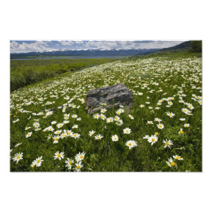USA, Montana, Wilde Margerite blüht auf einer Wies Fotodruck