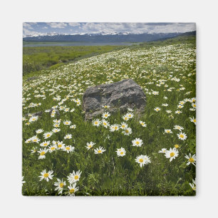 USA, Montana, Wilde Margerite blüht auf einer Wies Magnet