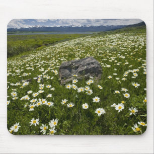 USA, Montana, Wilde Margerite blüht auf einer Wies Mousepad
