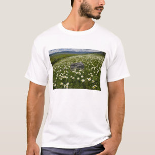 USA, Montana, Wilde Margerite blüht auf einer Wies T-Shirt