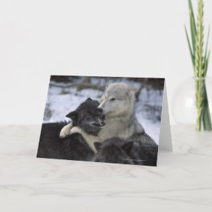 USA, Montana, Wölfe, die im Schnee spielen Karte