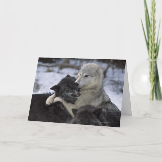 USA, Montana, Wölfe, die im Schnee spielen Karte (Vorderseite)