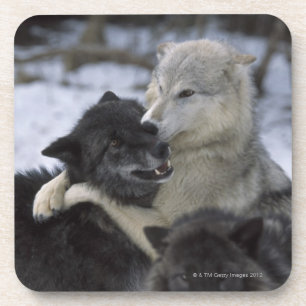 USA, Montana, Wölfe, die im Schnee spielen Untersetzer