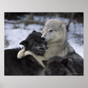 USA, Montana, Wolfen im Schnee Poster