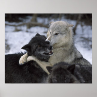 USA, Montana, Wolfen im Schnee Poster