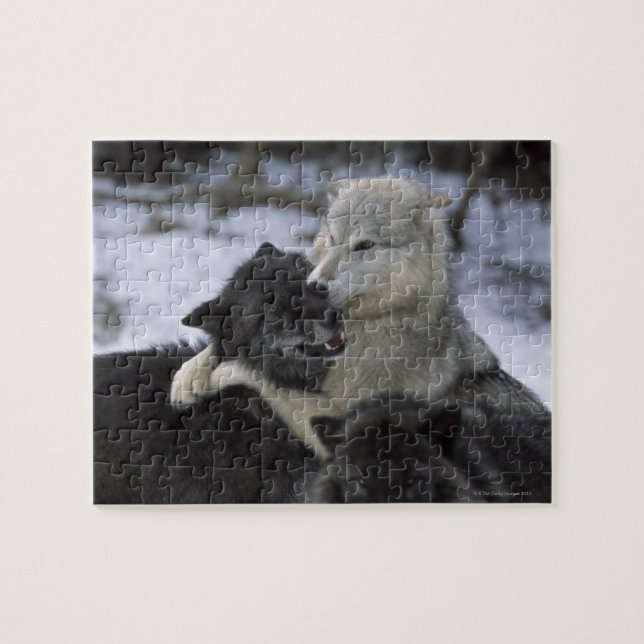 USA, Montana, Wolfen im Schnee Puzzle (Horizontal)