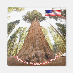 USA Nationalpark Sequoia - General Sherman Magnet