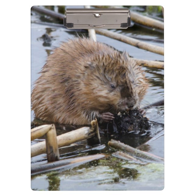 USA, Nebraska. Biber Klemmbrett (Vorderseite)