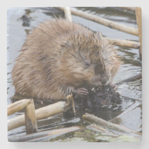 USA, Nebraska. Biber Steinuntersetzer