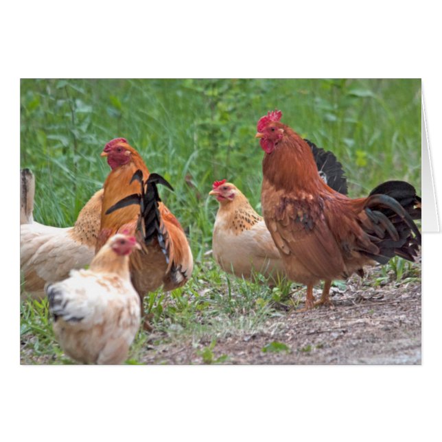 USA, Nebraska. Chickens (Vorderseite (Horizontal))
