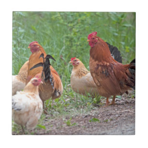 USA, Nebraska. Chickens Fliese