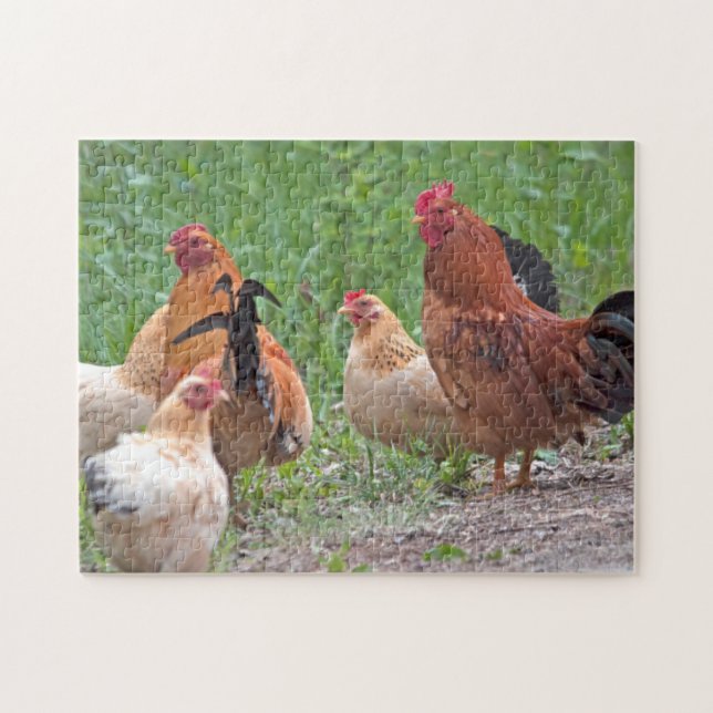 USA, Nebraska. Chickens Puzzle (Horizontal)