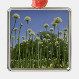 USA, Neuengland, Massachusetts, Boston, 3 Silbernes Ornament