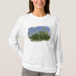 USA, Neuengland, Massachusetts, Boston, 3 T-Shirt