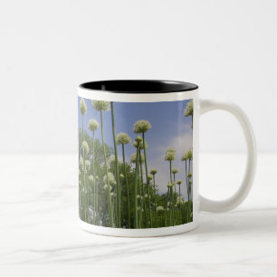 USA, Neuengland, Massachusetts, Boston, 3 Zweifarbige Tasse