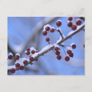 USA, New England, Massachusetts, Reading, 3 Postkarte