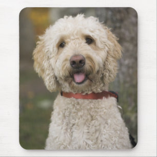 USA, New England, Massachusetts, Reading, Mousepad