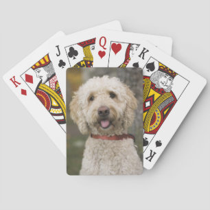 USA, New England, Massachusetts, Reading, Spielkarten