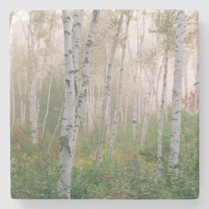 USA, New Hampshire. Birken im auflösenden Nebel Steinuntersetzer