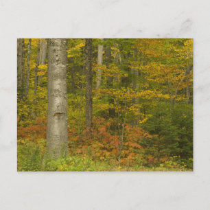 USA, New Hampshire, Livermore, Weißer Berg Postkarte