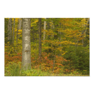 USA, New Hampshire, Livermore, White Mountain Fotodruck