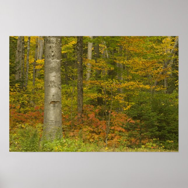 USA, New Hampshire, Livermore, White Mountain Poster (Vorne)