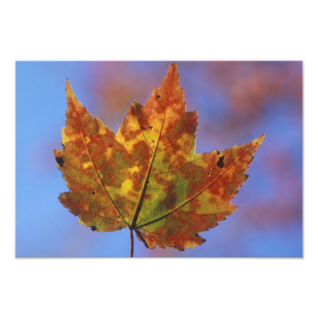 USA, New Hampshire, White Mountains, Franconia Fotodruck (Vorne)