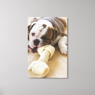 USA, New Jersey, Jersey City, Niedlicher Bulldogge Leinwanddruck