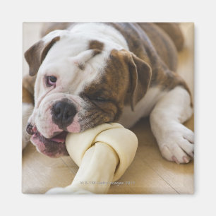 USA, New Jersey, Jersey City, Niedlicher Bulldogge Magnet