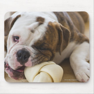 USA, New Jersey, Jersey City, Niedlicher Bulldogge Mousepad