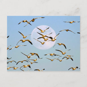 USA, New Mexico, Bosque del Apache Postkarte