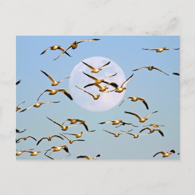 USA, New Mexico, Bosque del Apache Postkarte (Vorderseite)