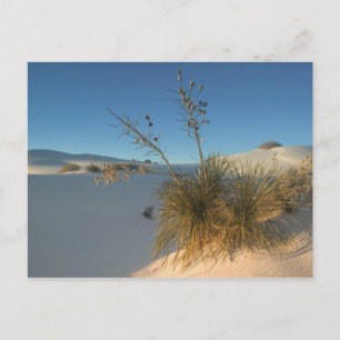 USA, New Mexico, White Sands National 3 Postkarte