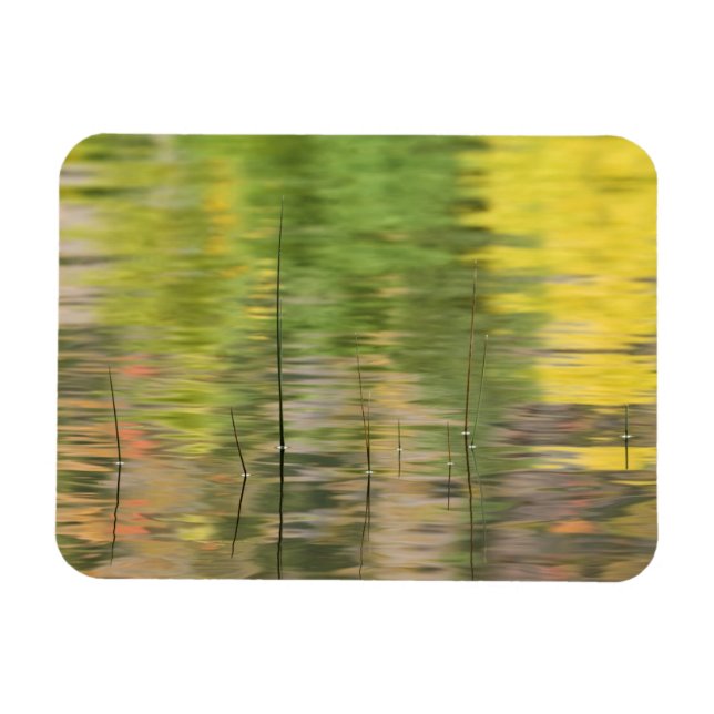 USA, New York, Adirondacks, Reflections in water Magnet (Horizontal)