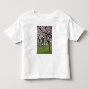 USA, New York, East Hampton. Kirschbäume in Kleinkind T-shirt