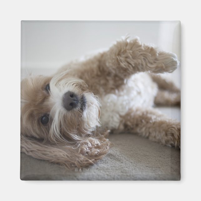 USA, New York, New York City, Brooklyn, Cockapoo Magnet (Vorne)