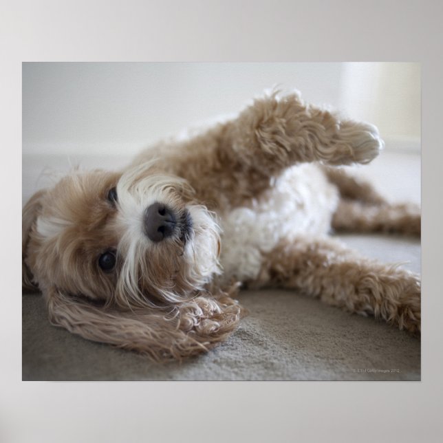 USA, New York, New York City, Brooklyn, Cockapoo Poster (Vorne)