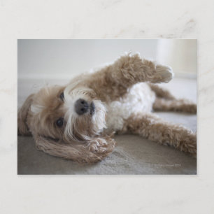 USA, New York, New York City, Brooklyn, Cockapoo Postkarte