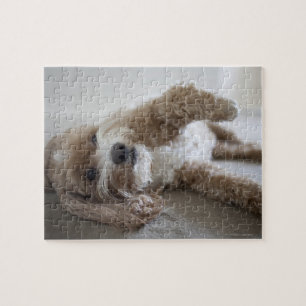 USA, New York, New York City, Brooklyn, Cockapoo Puzzle