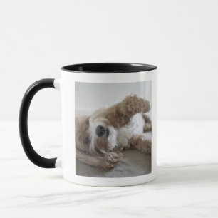 USA, New York, New York City, Brooklyn, Cockapoo Tasse