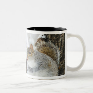 USA, New York, New York City, Eichhörnchensitzen Zweifarbige Tasse